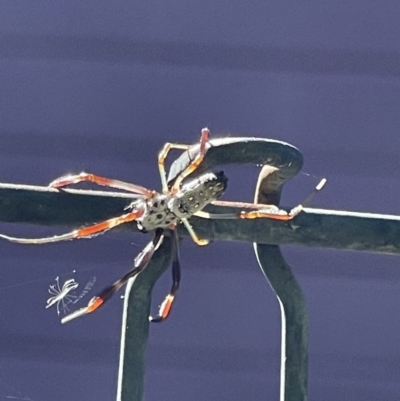 Nephila (genus) (Golden Orb Weaver) at Rivett, ACT - 11 Jan 2021 by WarrenRowland