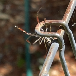 Nephila sp. (genus) at Rivett, ACT - 11 Jan 2021 09:50 AM