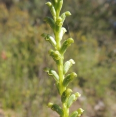Microtis unifolia (Common Onion Orchid) at Conder, ACT - 3 Nov 2020 by MichaelBedingfield
