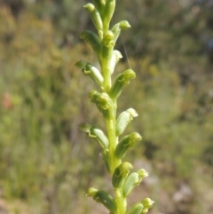 Microtis unifolia (Common Onion Orchid) at Conder, ACT - 3 Nov 2020 by michaelb