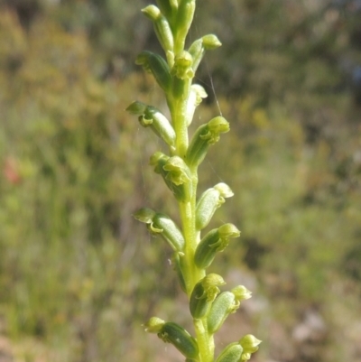 Microtis unifolia (Common Onion Orchid) at Conder, ACT - 3 Nov 2020 by MichaelBedingfield