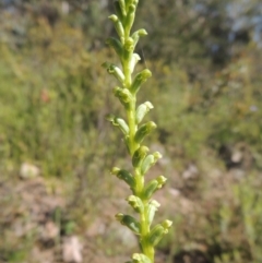 Microtis unifolia at Conder, ACT - 3 Nov 2020