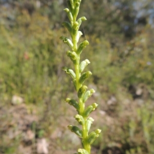 Microtis unifolia at Conder, ACT - suppressed