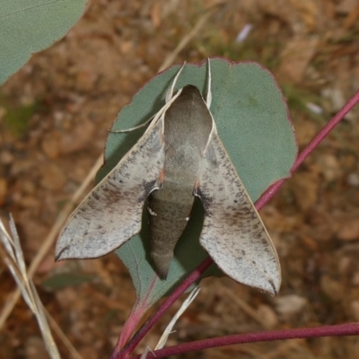 Hippotion scrofa (Coprosma Hawk Moth) at Theodore, ACT - 31 Dec 2020 by owenh