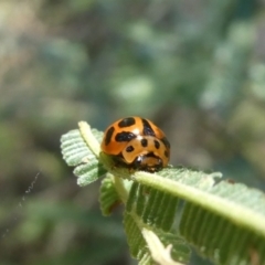 Peltoschema oceanica (Oceanica leaf beetle) at Tuggeranong Hill - 8 Jan 2021 by Owen