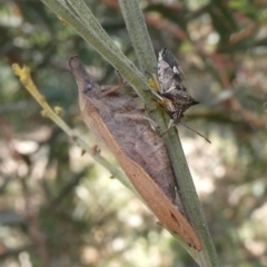 Pararguda nasuta (Wattle Snout Moth) at Tuggeranong Hill - 9 Jan 2021 by Owen