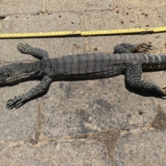 Varanus rosenbergi (Heath or Rosenberg's Monitor) at Mount Ainslie - 11 Jan 2021 by SilkeSma