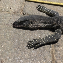 Varanus rosenbergi at Campbell, ACT - suppressed