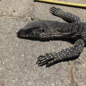 Varanus rosenbergi at Campbell, ACT - suppressed