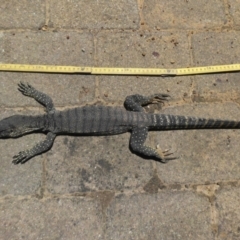 Varanus rosenbergi at Campbell, ACT - suppressed