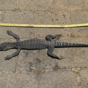 Varanus rosenbergi at Campbell, ACT - 11 Jan 2021