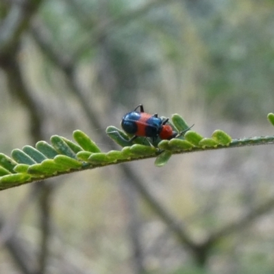 Dicranolaius cinctus (Notched-leg Red & Blue Flower Beetle) at Theodore, ACT - 9 Jan 2021 by owenh