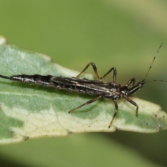 Idolothrips spectrum (Giant thrips) at Acton, ACT - 10 Jan 2021 by TimL