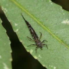 Idolothrips spectrum at Acton, ACT - 10 Jan 2021