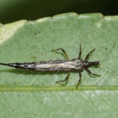 Idolothrips spectrum at Acton, ACT - 10 Jan 2021