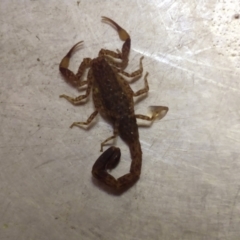 Lychas marmoreus (Little Marbled Scorpion) at Greenleigh, NSW - 10 Jan 2021 by LyndalT