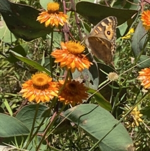 Xerochrysum viscosum at Symonston, ACT - 11 Jan 2021