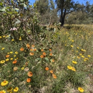 Xerochrysum viscosum at Symonston, ACT - 11 Jan 2021