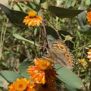 Junonia villida at Symonston, ACT - 11 Jan 2021 12:50 PM