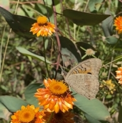 Junonia villida at Symonston, ACT - 11 Jan 2021 12:50 PM