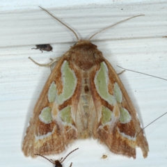 Cosmodes elegans (Green Blotched Moth) at Ainslie, ACT - 9 Jan 2021 by jb2602