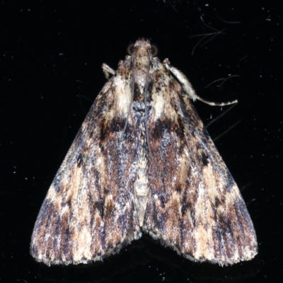 Salma cinerascens (A Pyralid moth) at Ainslie, ACT - 9 Jan 2021 by jb2602