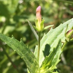 Gratiola pedunculata (Brooklime) at Mount Majura - 11 Jan 2021 by JaneR