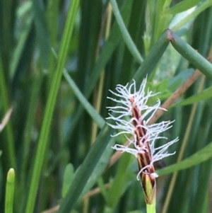 Eleocharis atricha at Downer, ACT - 11 Jan 2021