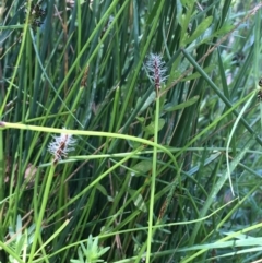 Eleocharis atricha at Downer, ACT - 11 Jan 2021