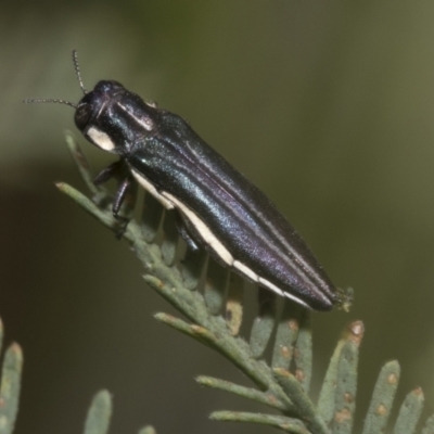 Agrilus hypoleucus (Hypoleucus jewel beetle) at Hawker, ACT - 6 Jan 2021 by AlisonMilton