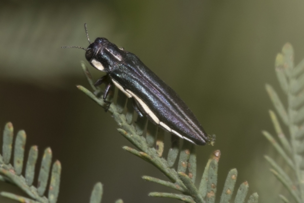Agrilus hypoleucus at Hawker, ACT - 6 Jan 2021