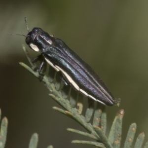 Agrilus hypoleucus at Hawker, ACT - 6 Jan 2021