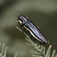 Agrilus hypoleucus at Hawker, ACT - 6 Jan 2021