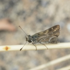 Taractrocera papyria (White-banded Grass-dart) at The Pinnacle - 6 Jan 2021 by AlisonMilton