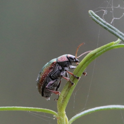 Edusella sp. (genus) (A leaf beetle) at O'Connor, ACT - 1 Jan 2021 by ConBoekel