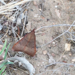 Uresiphita ornithopteralis (Tree Lucerne Moth) at O'Connor, ACT - 1 Jan 2021 by ConBoekel
