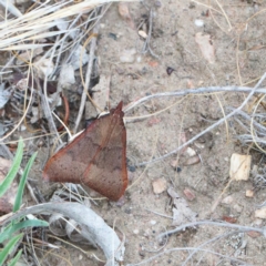 Uresiphita ornithopteralis (Tree Lucerne Moth) at Dryandra St Woodland - 1 Jan 2021 by ConBoekel