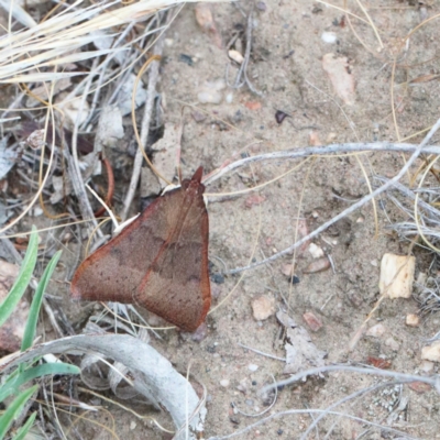 Uresiphita ornithopteralis (Tree Lucerne Moth) at Dryandra St Woodland - 1 Jan 2021 by ConBoekel