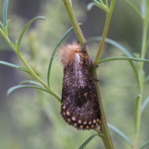 Epicoma contristis at O'Connor, ACT - 1 Jan 2021