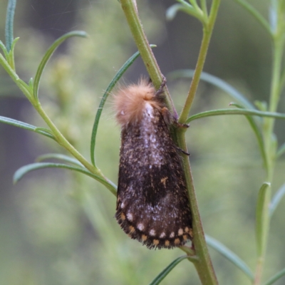 Epicoma contristis (Yellow-spotted Epicoma Moth) at O'Connor, ACT - 1 Jan 2021 by ConBoekel