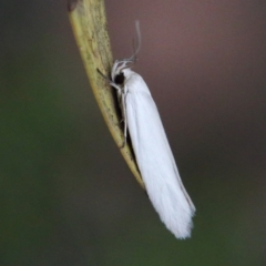 Philobota (genus) (Unidentified Philobota genus moths) at Dryandra St Woodland - 1 Jan 2021 by ConBoekel