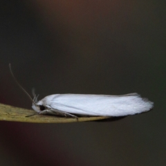 Philobota (genus) at O'Connor, ACT - 1 Jan 2021