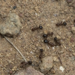 Papyrius sp. (genus) (A Coconut Ant) at Weetangera, ACT - 6 Jan 2021 by AlisonMilton