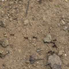 Papyrius sp. (genus) at Weetangera, ACT - 6 Jan 2021