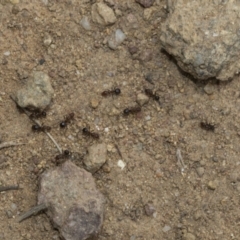 Papyrius sp. (genus) at Weetangera, ACT - 6 Jan 2021