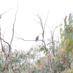 Philemon corniculatus (Noisy Friarbird) at Dryandra St Woodland - 1 Jan 2021 by ConBoekel