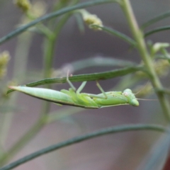 Orthodera ministralis (Green Mantid) at O'Connor, ACT - 1 Jan 2021 by ConBoekel