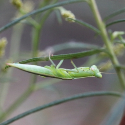 Orthodera ministralis (Green Mantid) at O'Connor, ACT - 1 Jan 2021 by ConBoekel