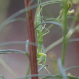 Orthodera ministralis at O'Connor, ACT - 1 Jan 2021 01:42 PM