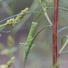 Orthodera ministralis at O'Connor, ACT - 1 Jan 2021